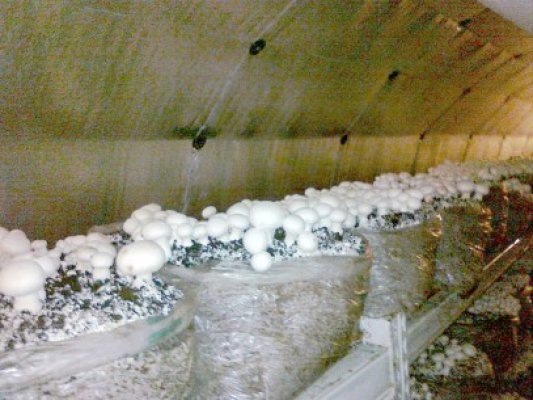 Lipsa curentului distruge producţia din ciupercăria de la Chirnogeni